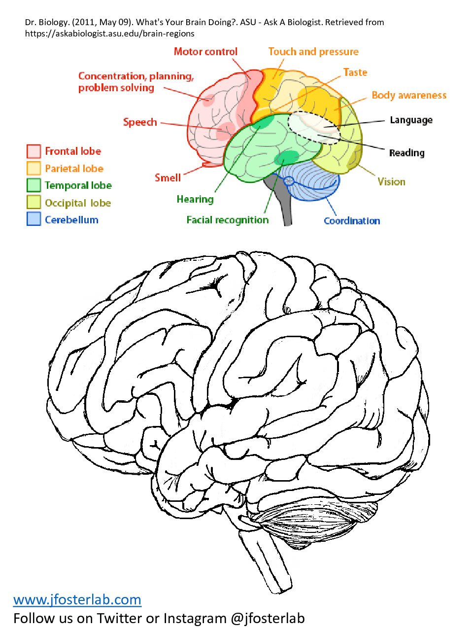 Brain Bridges Worksheet.pdf Brain Worksheet Pdf Human Brain Anatomy Word Search Puzzle Worksheet